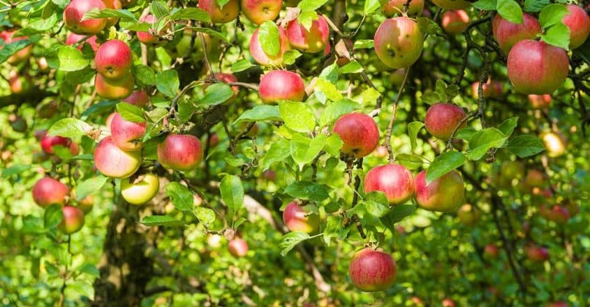 Kanthaloor Apple garden